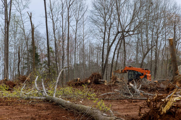 How Our Tree Care Process Works  in  Central Gardens, TX